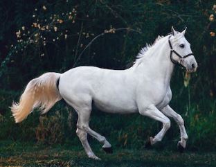 마권발매 온라인