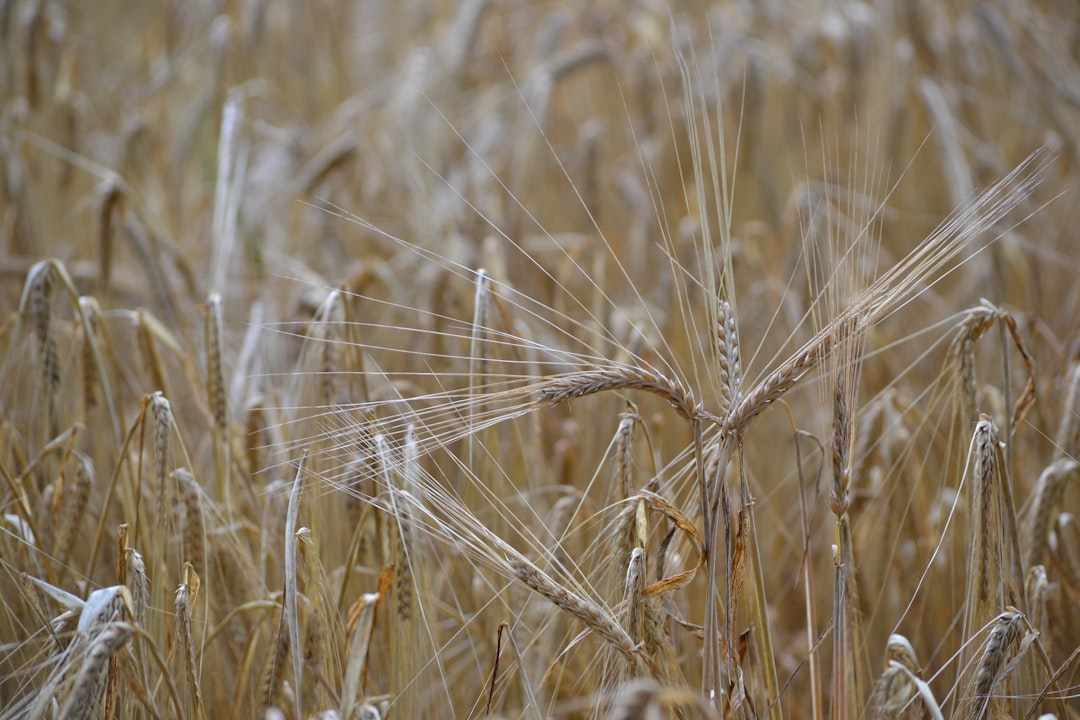 Grain