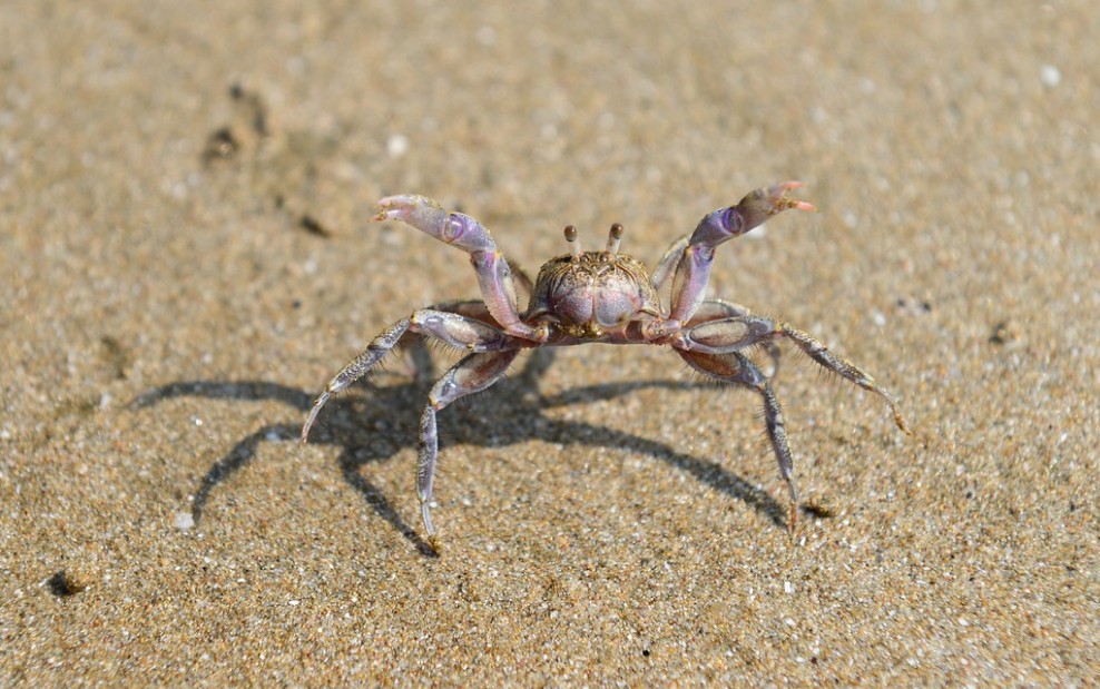 전국 해수욕장 개장