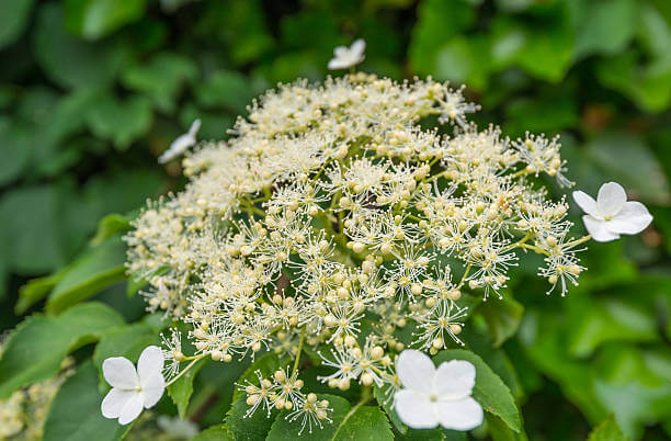 수국 꽃말과 개화시기 및 수국 종류를 아시나요? 수국은 다채로운 꽃과 아름다운 모습으로 인기를 끄는 식물이다. 풍성한 꽃다발과 다양한 색상은 화려하게 장식하는데 이상적입니다. 수국 꽃말과 개화시기, 수국 종류까지 읽어 보시기 바랍니다.