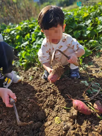 고구마캐는시기 딱 3가지 신호만 보세요 보관법까지 총정리로_17