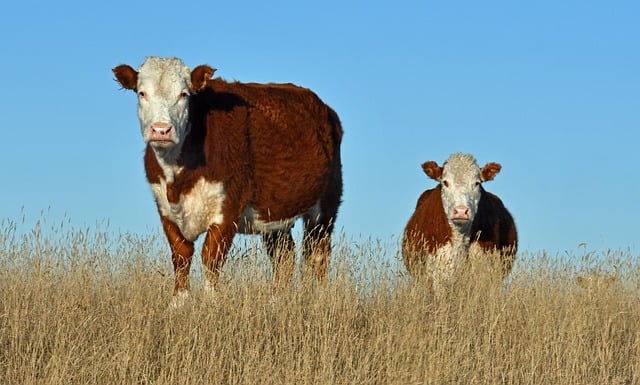 농촌 청년 정착 지원사업