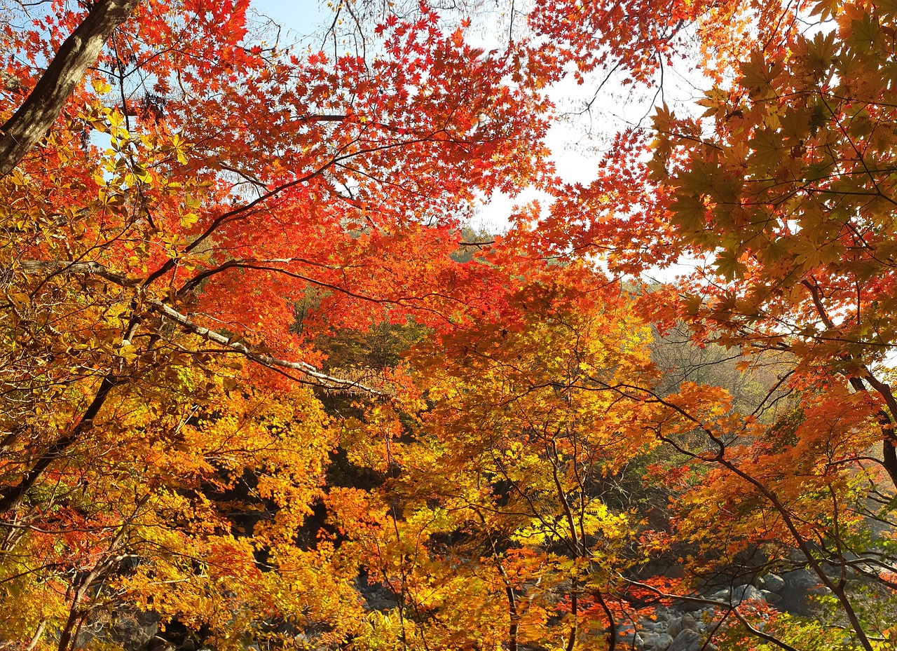 지리산 가을 숲 관련 사진