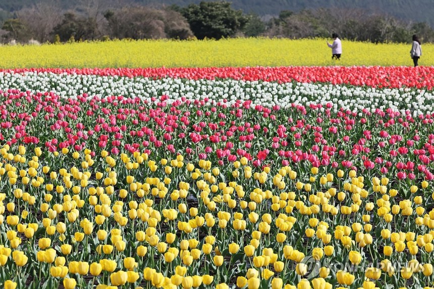 보롬왓 튤립축제 2025
