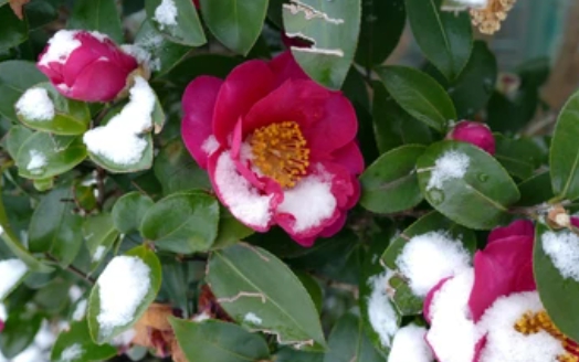 겨울 꽃 동백나무