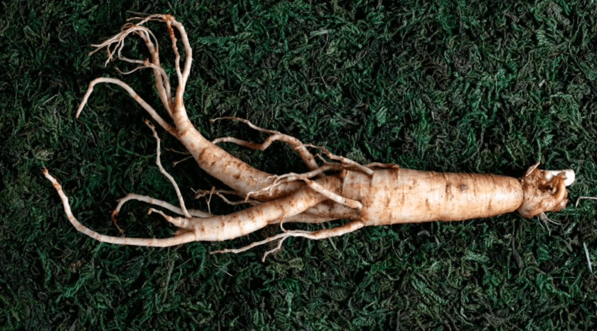 경욱고 주성분 인삼