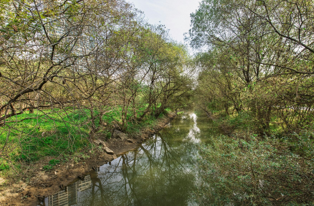영등포 여의도 봄꽃축제 2025 맛집 주차 꿀팁정리
