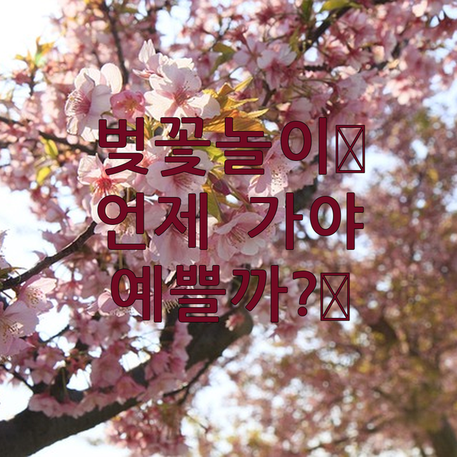 📅 벚꽃놀이🌸 언제 가야 예쁠까? 2