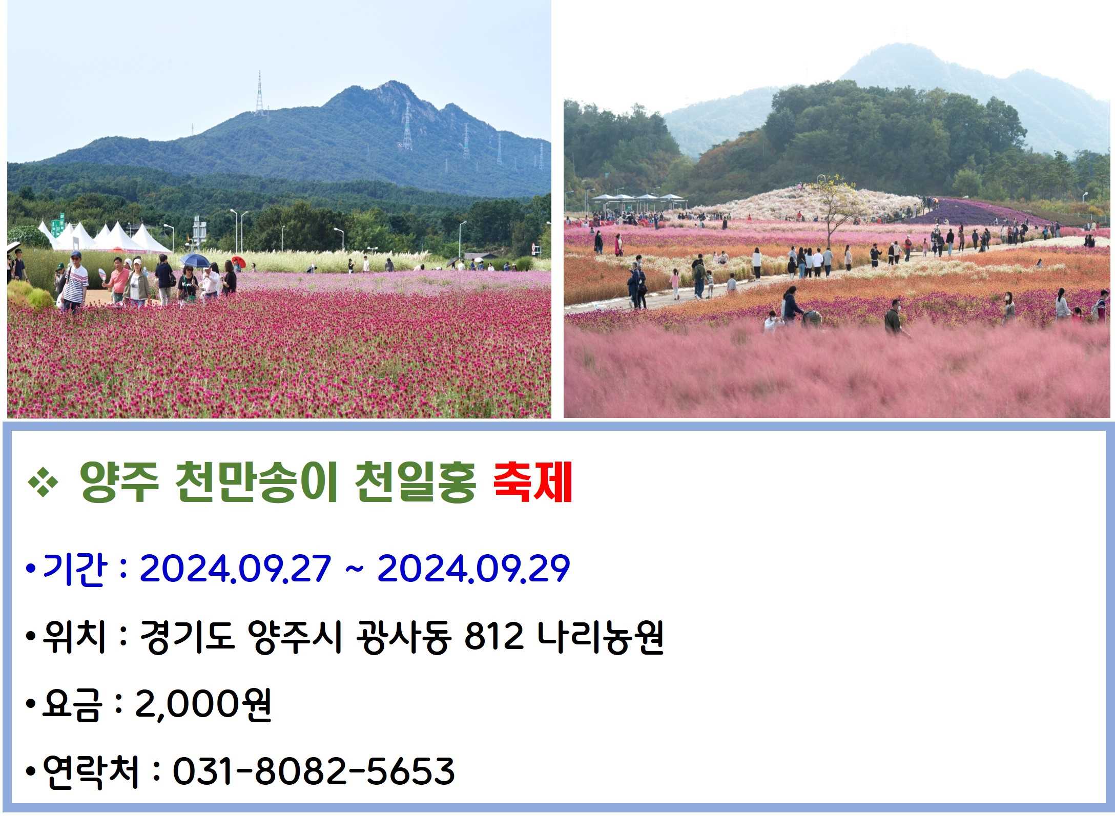 양주 천만송이 천일홍 축제