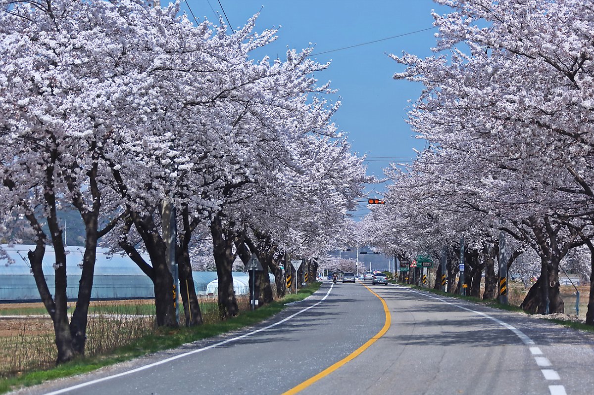 벚꽃 개화시기 2023