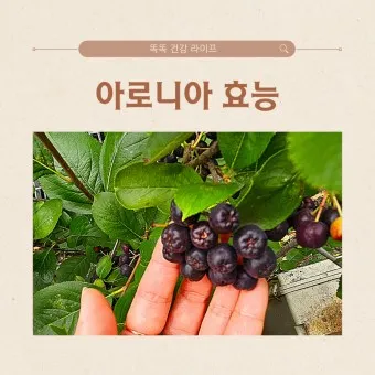 아로니아 효능 칼로리 권장섭취량_22