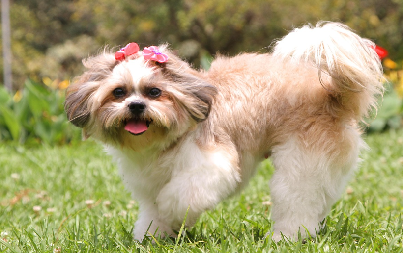 걷기 운동 중인 시추