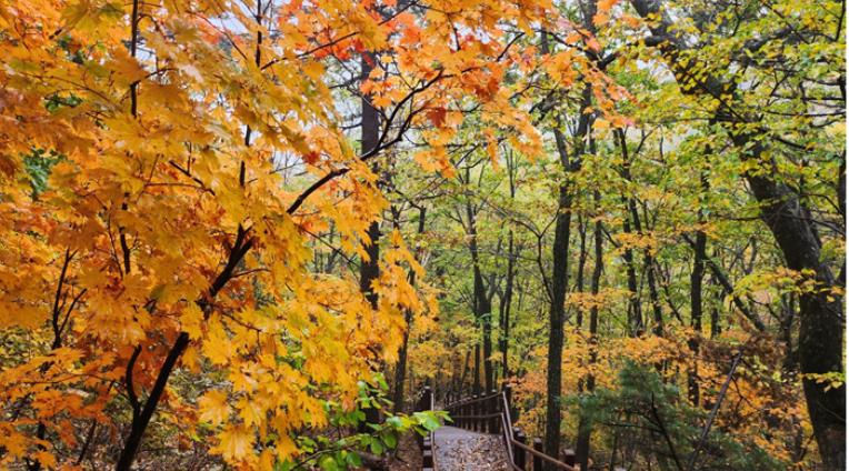 단풍 사진 명소 + 스마트폰 촬영 꿀팁 