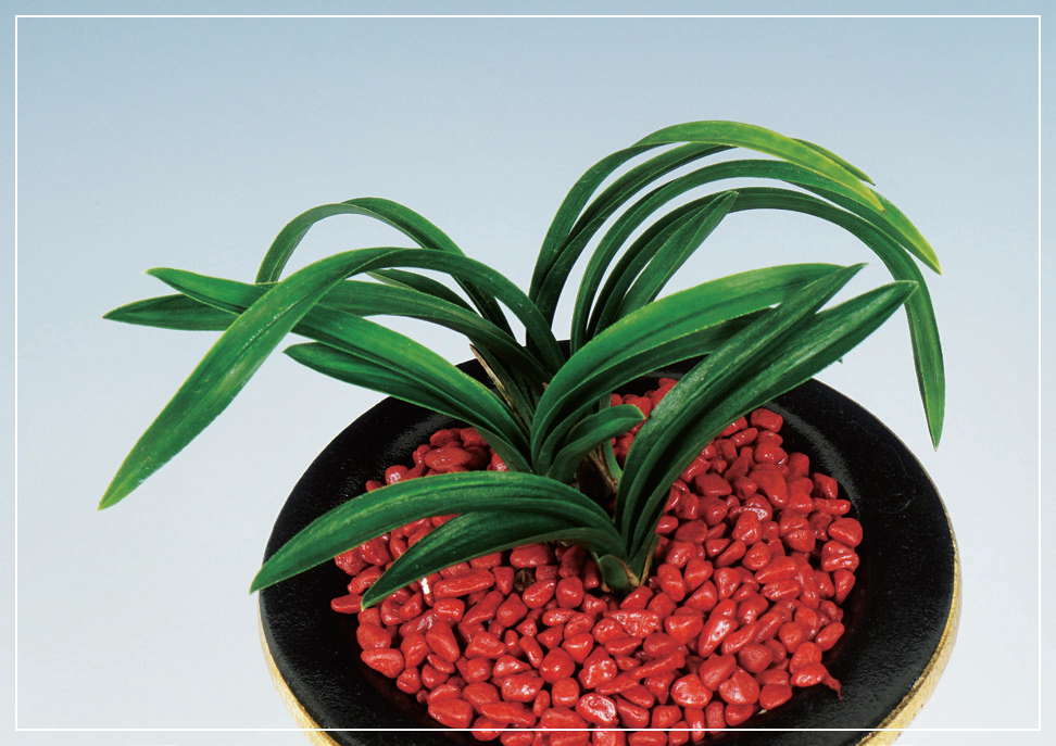 단엽종 『송악』