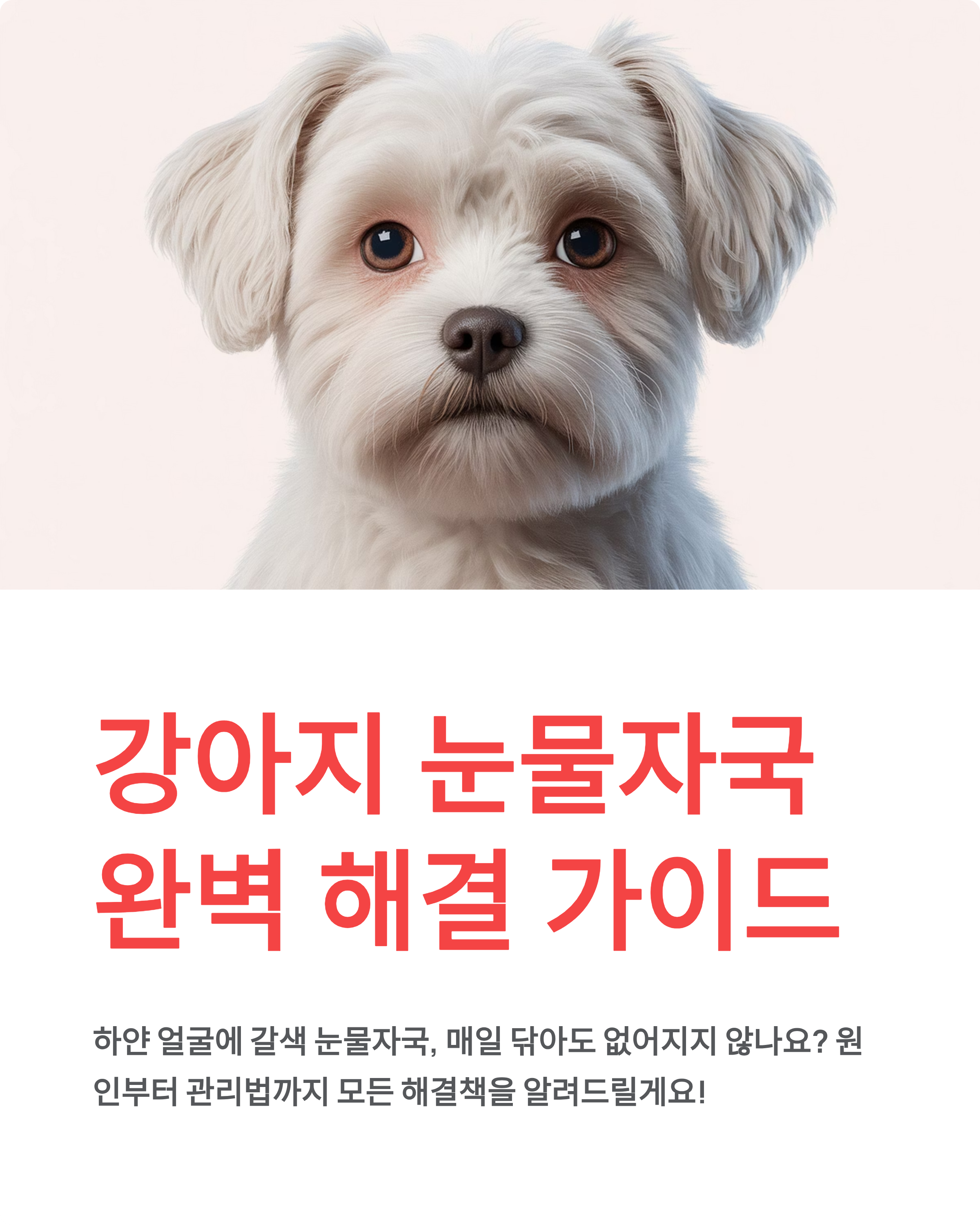 강아지 눈물관리 ❘ 눈물자국 제거 원인 닦는법 사료 영양제 완벽 가이드