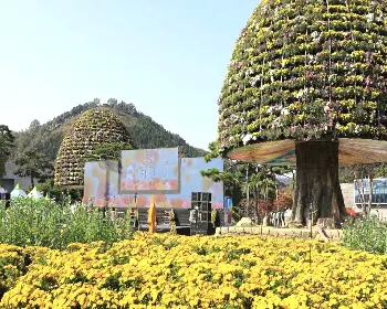 함평 국화축제_5