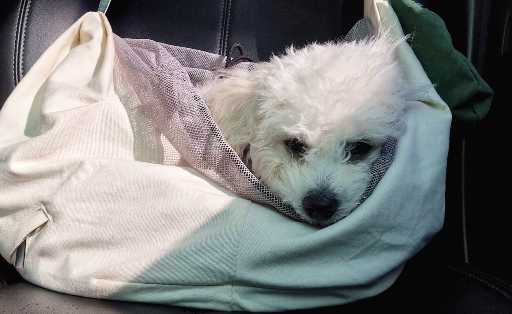 광견병 접종하러 가는 슬픈 강아지