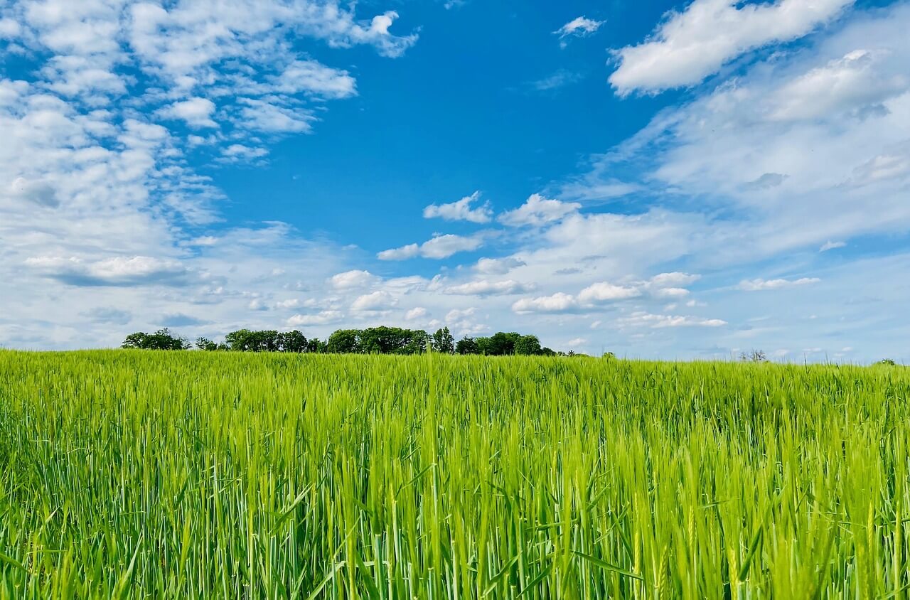 고창 학원농장 청보리밭