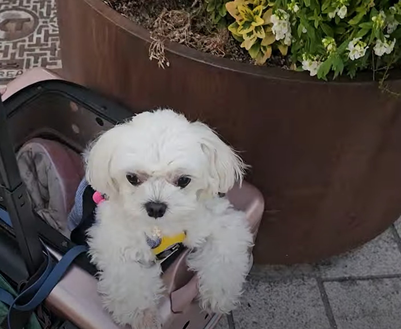 명동 성당 앞에서 라떼 사진