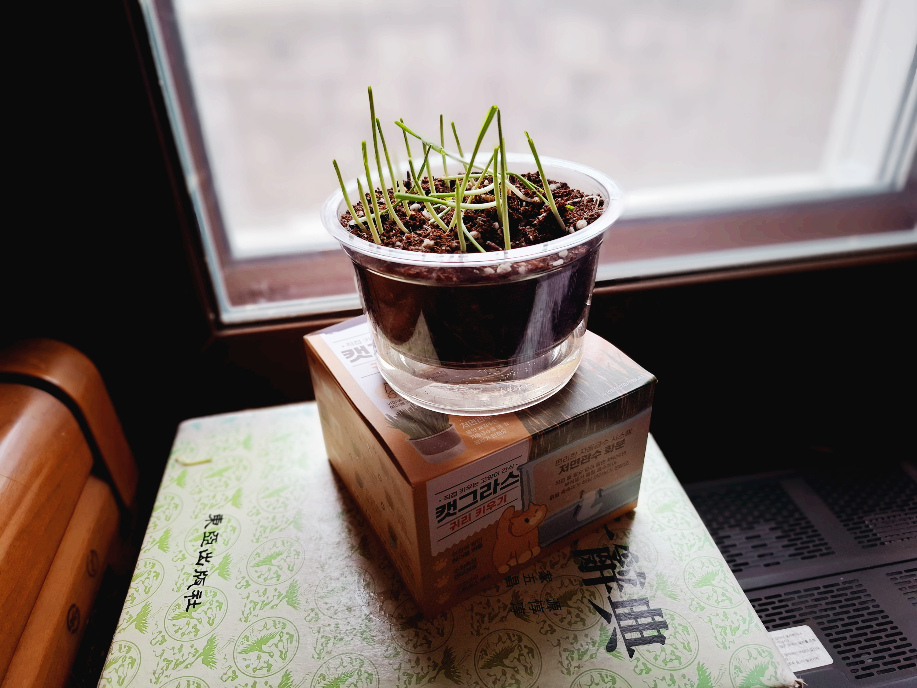 성공한 귀리 농사, 다이소에서 사 온 캣그라스용 귀리가 5cm 쯤 자랐다.