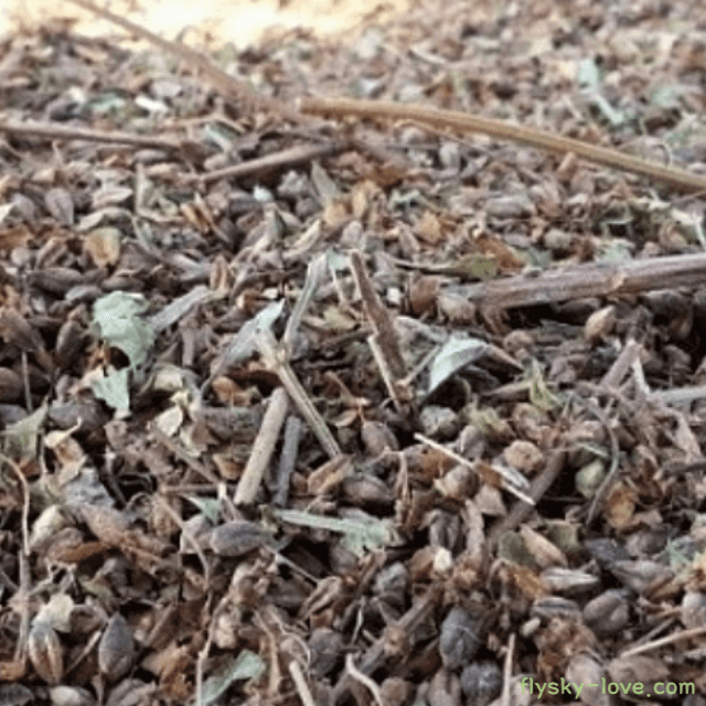 흑메밀, 쓴메밀 효능