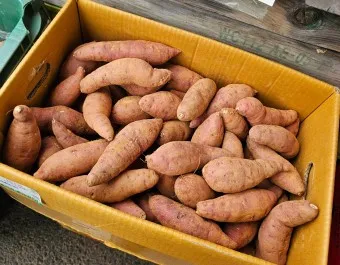 고구마 생고구마 칼로리 고르는 방법_21