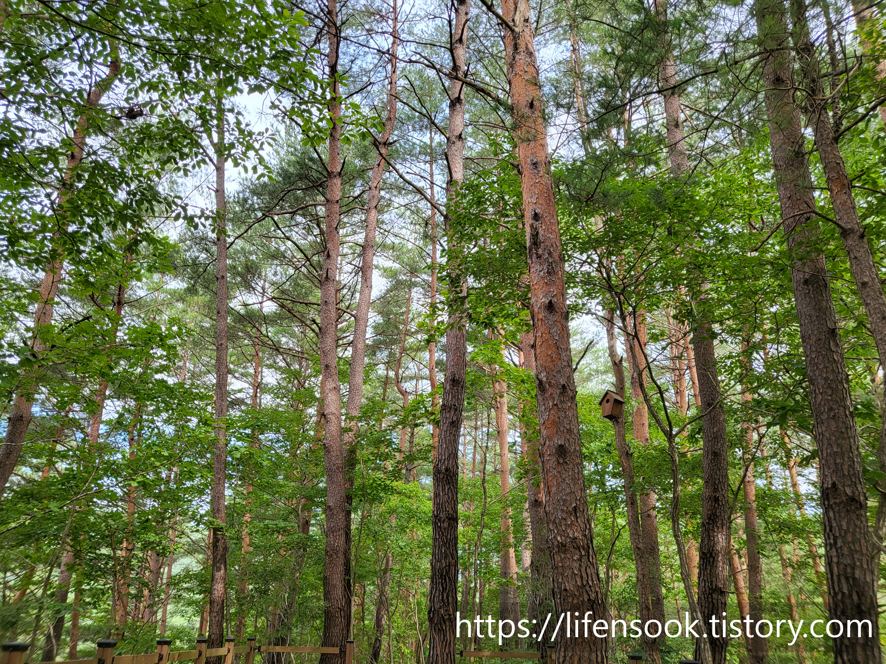 금강송 숲 체험 숲길