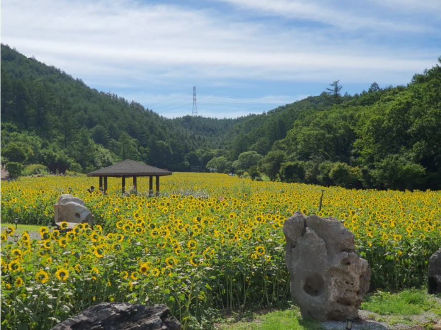 태백 해바리기축제
