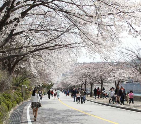 충주 벚꽃