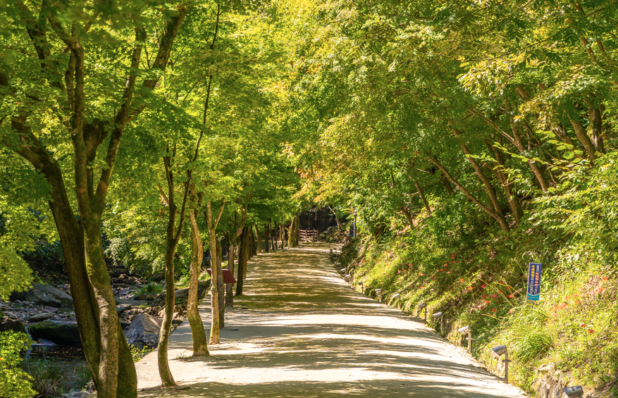 강천산 계속 등산로 전경