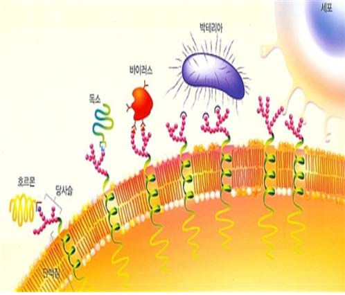 글리코영양소 당사슬