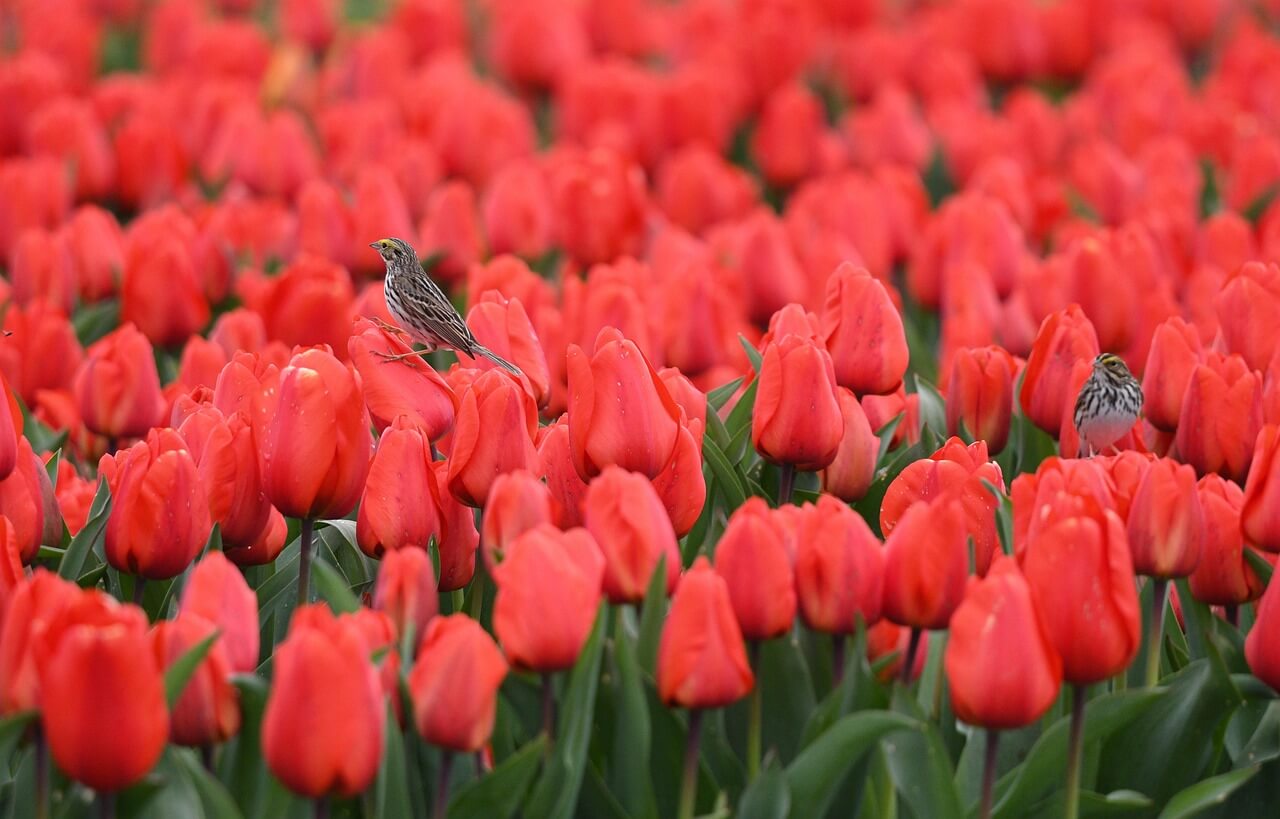 허브아일랜드 라 데 봄 축제 