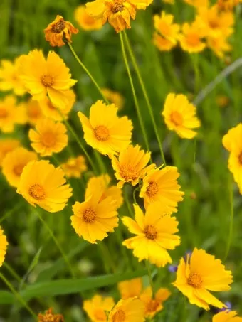 함안 악양생태공원 금계국 개화 시기와 사진 촬영 팁_2