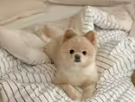 반려동물