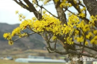산수유 재배 개화기 관리 결실 유도 열매 건조_3
