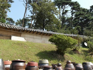 서산 유기방가옥 수선화축제 개화 상황