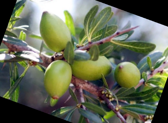 아르간 오일 먹는법