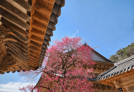 매화 축제 일정