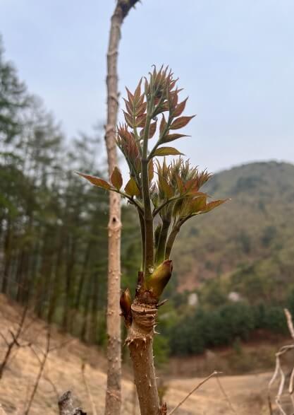 생방송투데이 이 주의 장바구니 강원도 평창 참두릅 365삼 구입 주문방법 산양삼, 오가피순, 명이나물, 고들빼기, 산더덕, 솔순, 도라지, 땅두릅