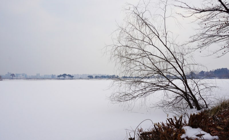 수원 반려견 산책 어디가 좋을까? 겨울에도 걷기 좋은 명소 추천