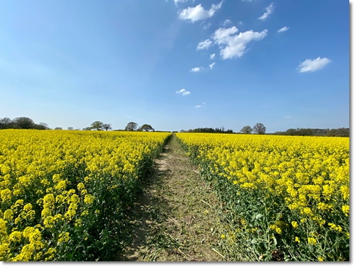 고창 청보리밭 축제 입장료 가는길 주차