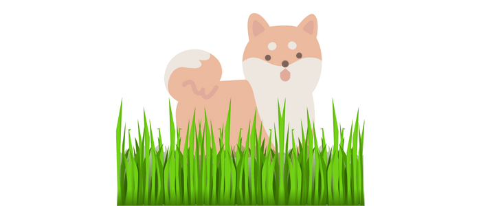 강아지-풀-뜯어먹는