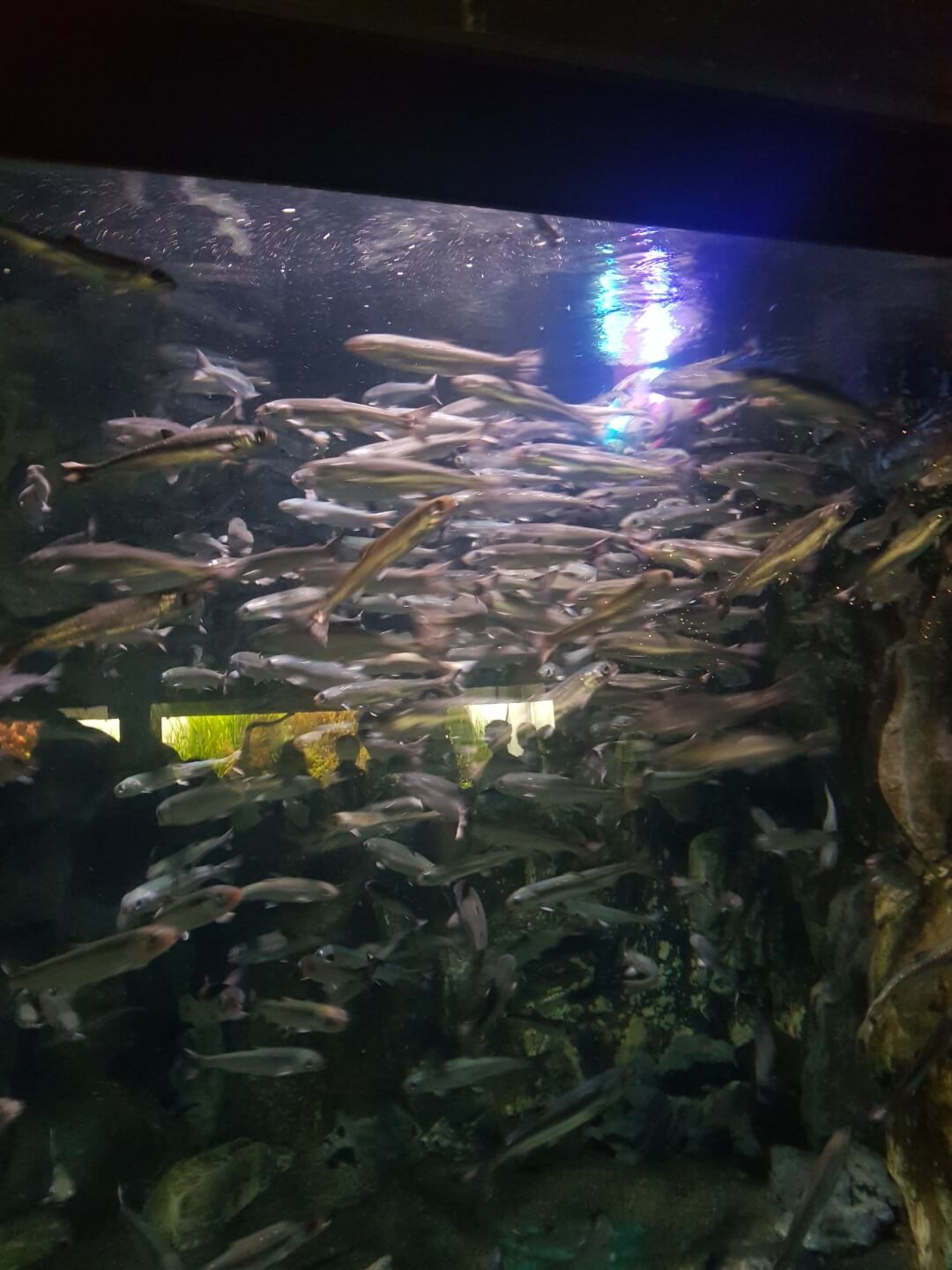 송파구 잠실 놀거리 롯데월드 아쿠아리움 위치 리뷰