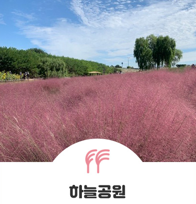 서울지역 핑크뮬리 명소(조계사)