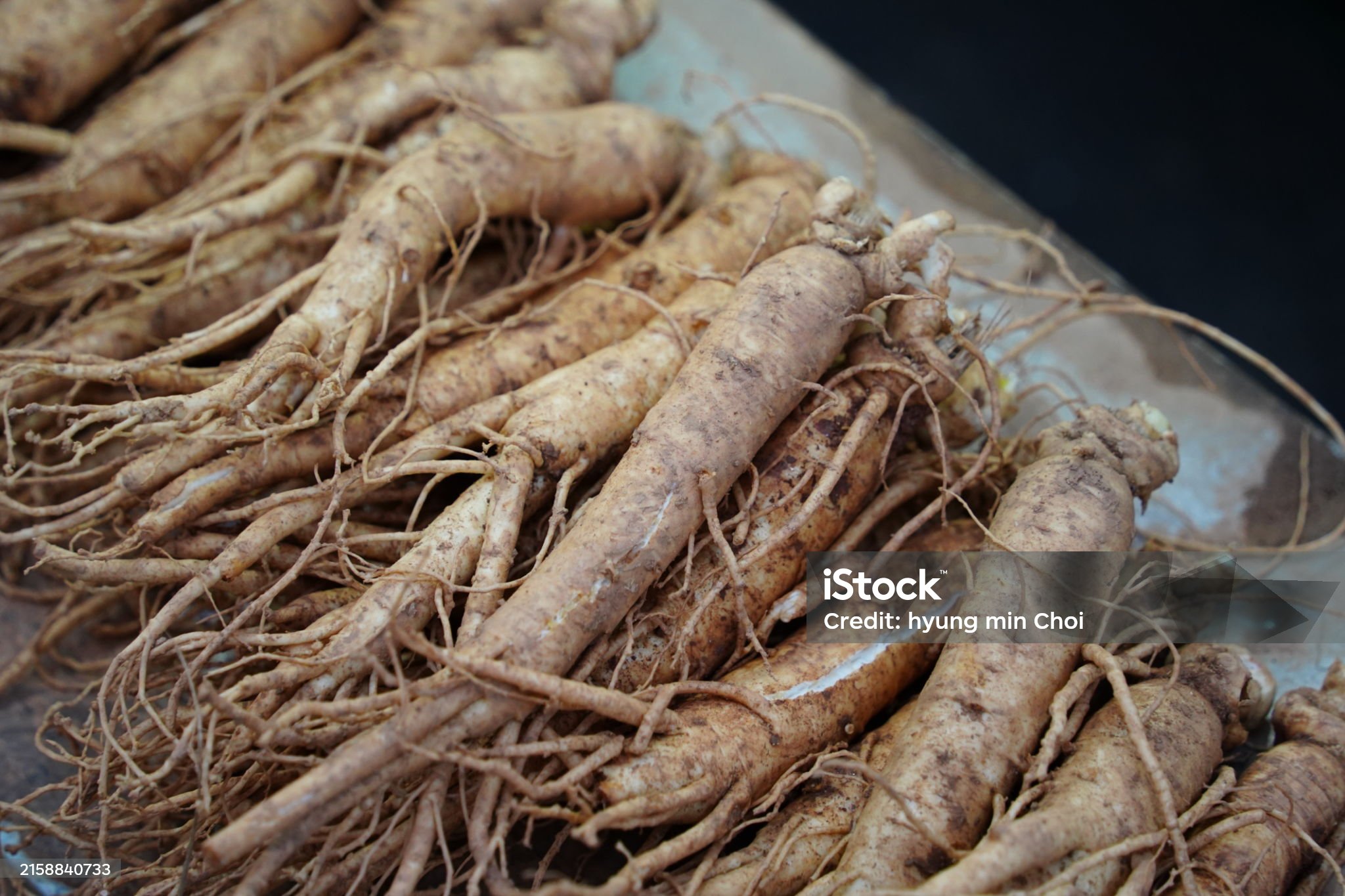 도라지-관련-사진