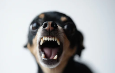 Angry Dog/출처:어도비스톡