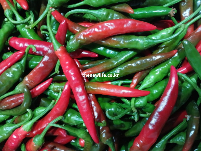 혈관을 확장해 수족냉증을 개선하고 고혈압 등 성인병 예방 효능이 있는 청양고추 실물