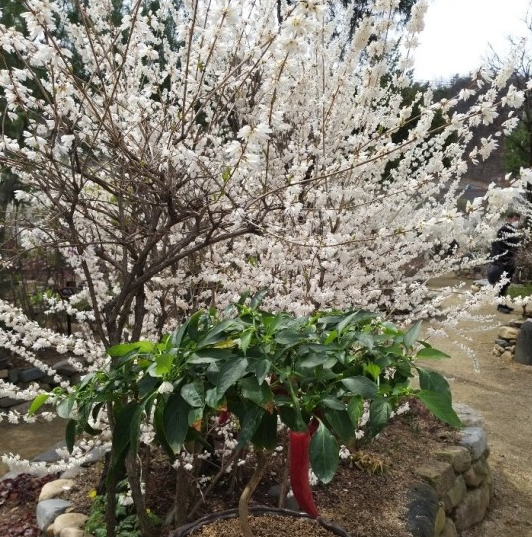 6시내고향 휴양마을 충북 괴산 미선나무체험 휴양마을