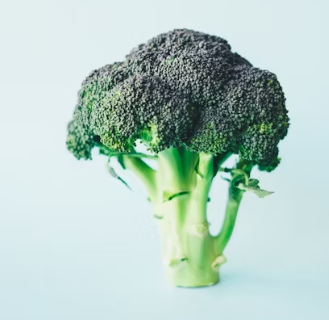 비만에 좋은 음식 영양제 식단