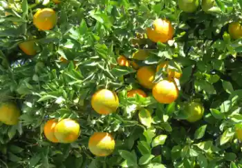 제주 귤 10kg 가격, 효능과 영양성분